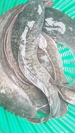 Live and Fresh Catfish
