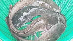 Live and Fresh Catfish