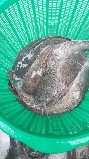 Live and Fresh Catfish