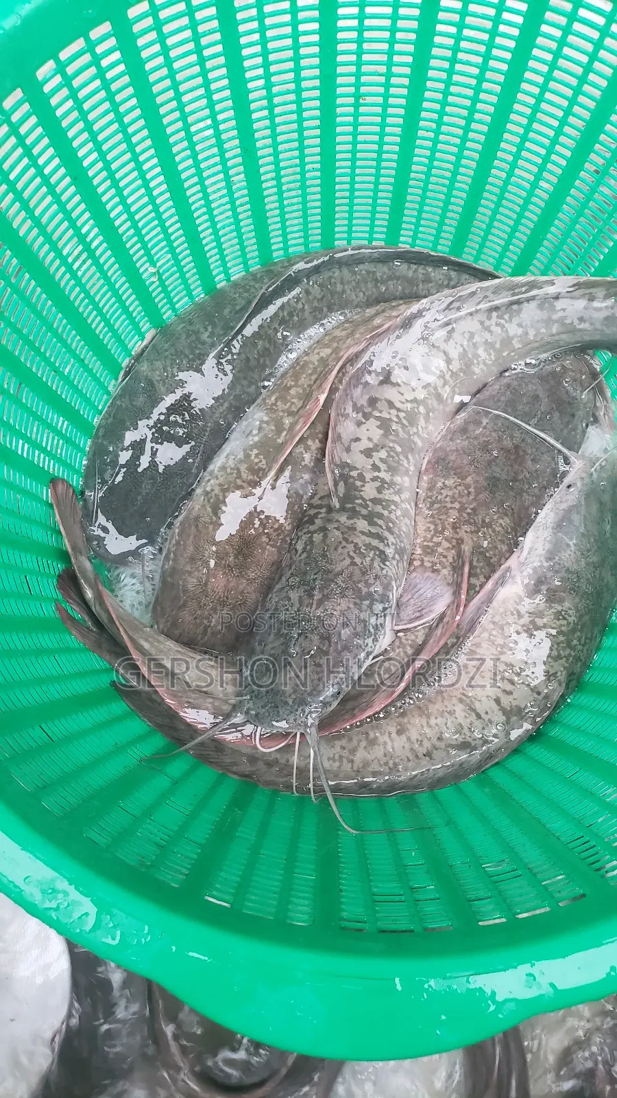 Live and Fresh Catfish