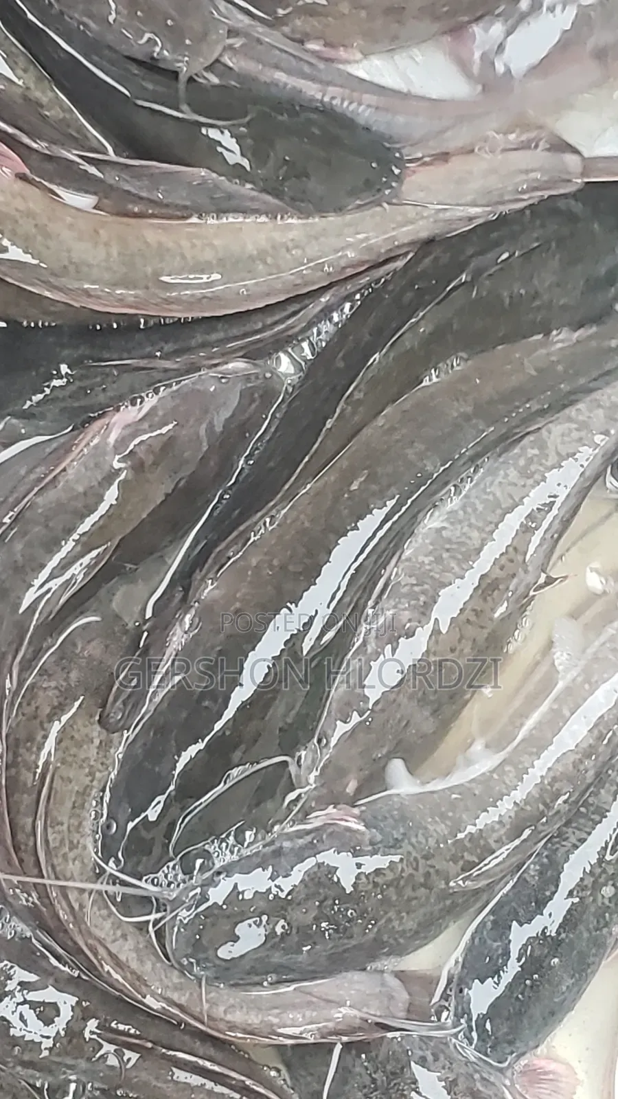 Live and Fresh Catfish
