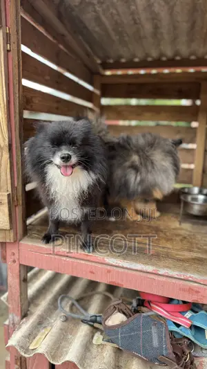 1+ year Male Purebred Pomeranian