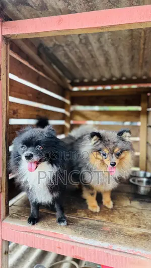 1+ year Male Purebred Pomeranian