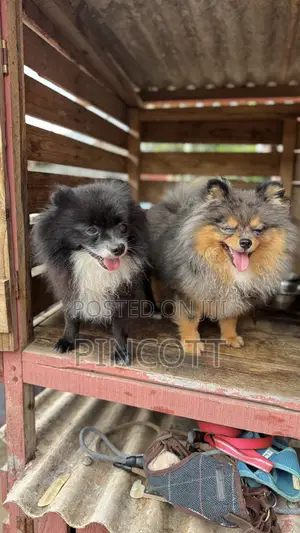 1+ year Male Purebred Pomeranian