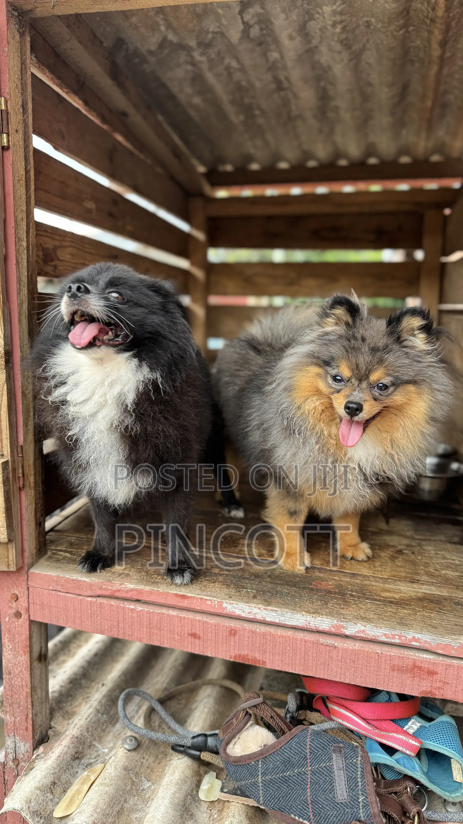 1+ year Male Purebred Pomeranian