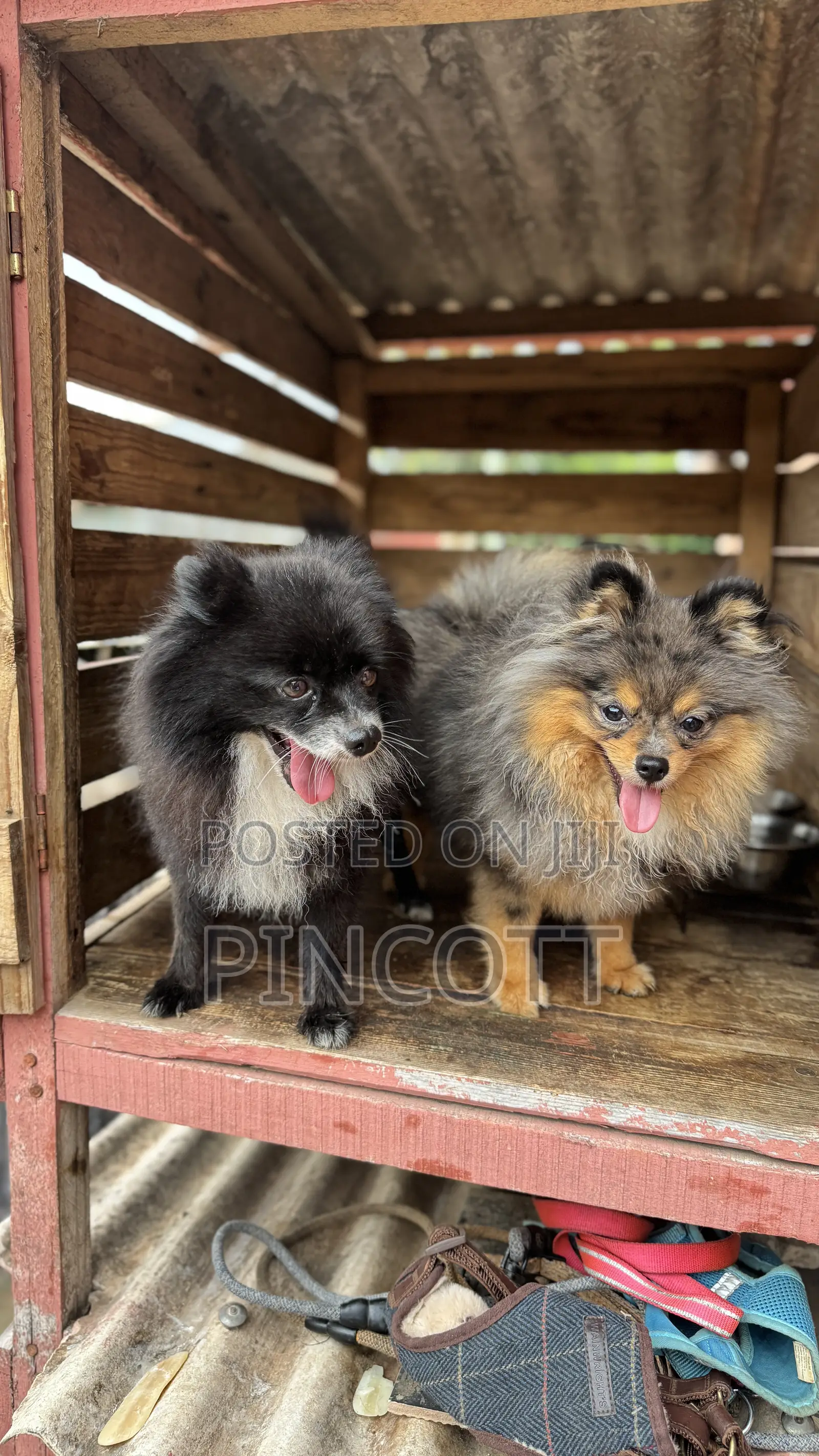 1+ year Male Purebred Pomeranian