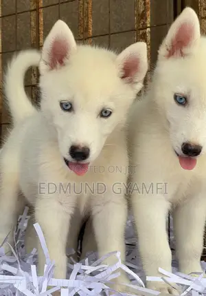 1-3 months Female Purebred Siberian Husky
