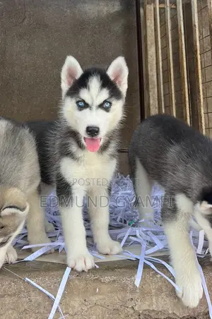 1-3 months Female Purebred Siberian Husky