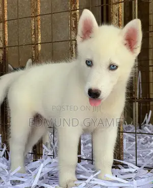 1-3 months Male Purebred Siberian Husky