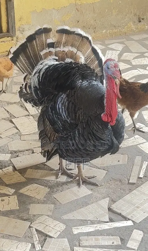Farm Animals