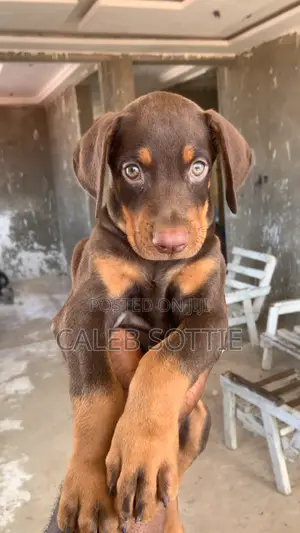 1-3 months Male Purebred Doberman Pinscher