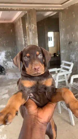 1-3 months Male Purebred Doberman Pinscher