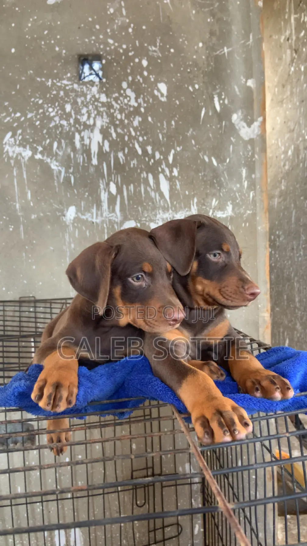 1-3 months Male Purebred Doberman Pinscher