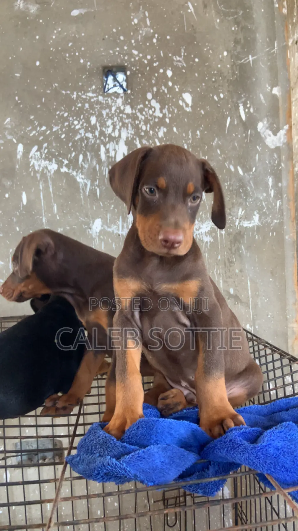 1-3 months Male Purebred Doberman Pinscher
