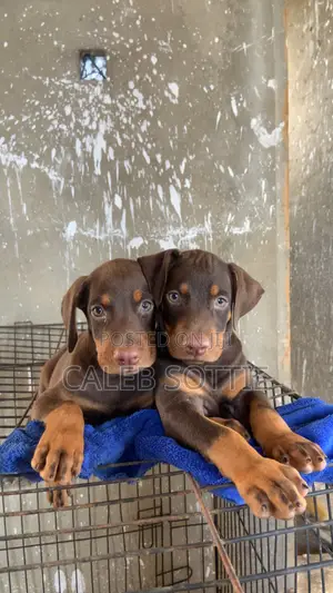 1-3 months Male Purebred Doberman Pinscher