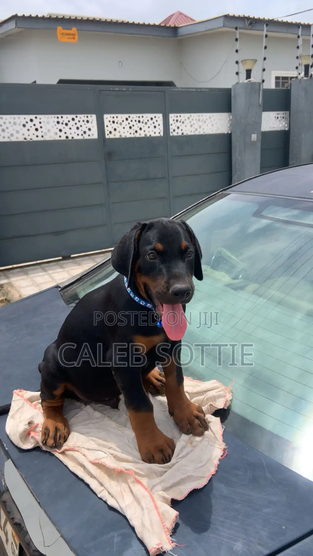 1-3 months Male Purebred Doberman Pinscher