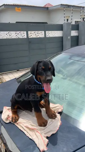 1-3 months Male Purebred Doberman Pinscher