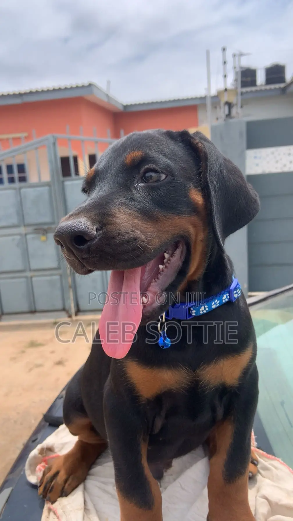 1-3 months Male Purebred Doberman Pinscher