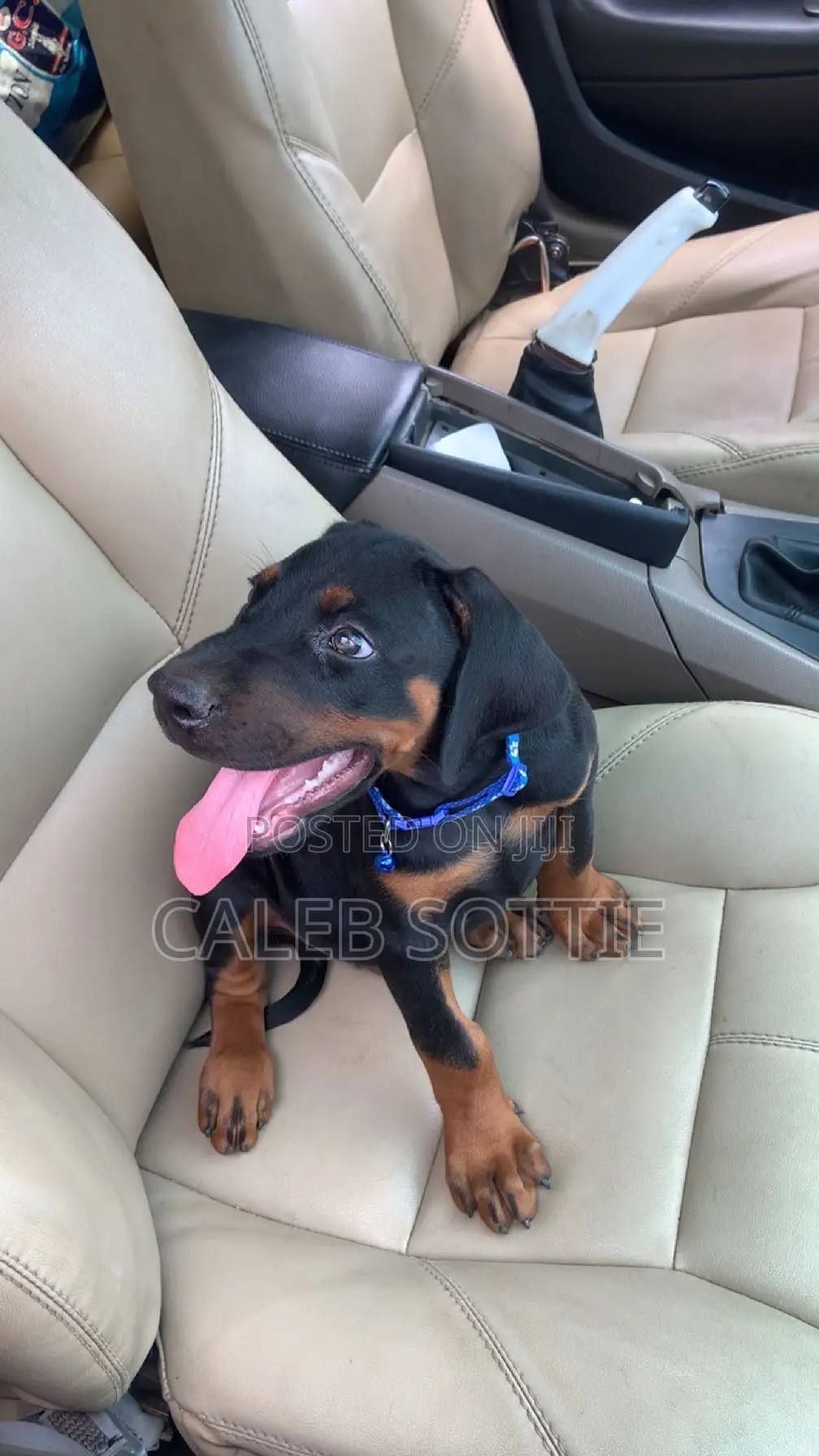 1-3 months Male Purebred Doberman Pinscher