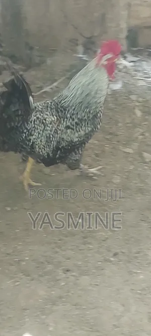 Local_foreign Breed Chicken