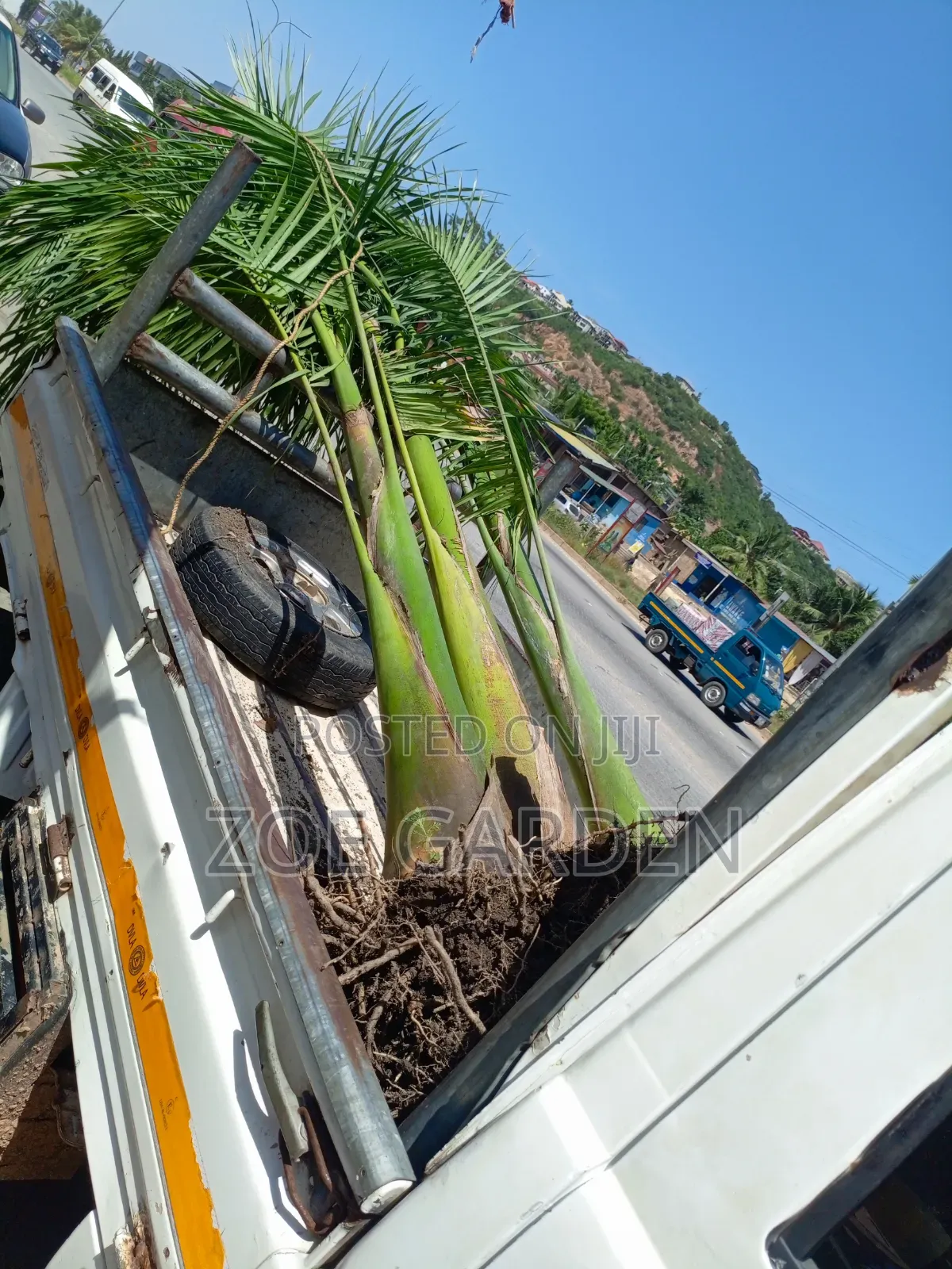 Matured Royal Palm