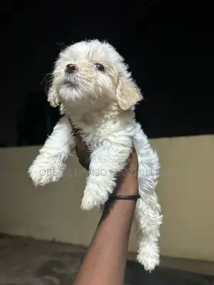 1-3 months Female Purebred Poodle