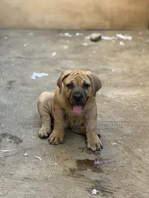 1-3 months Female Purebred Boerboel
