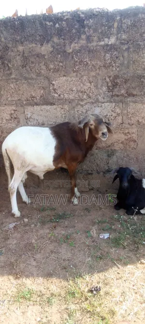 Sheep For Sale
