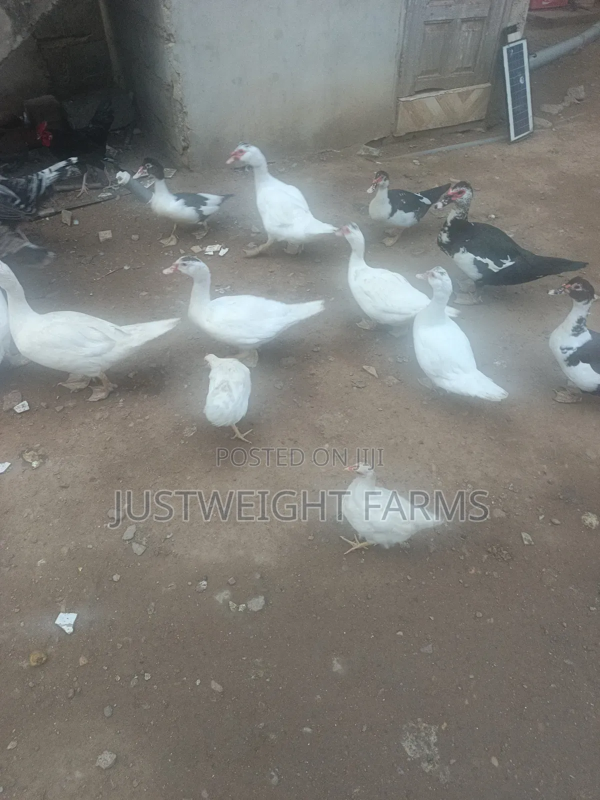 Big Quality Ducks for Sale