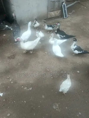Big Quality Ducks for Sale