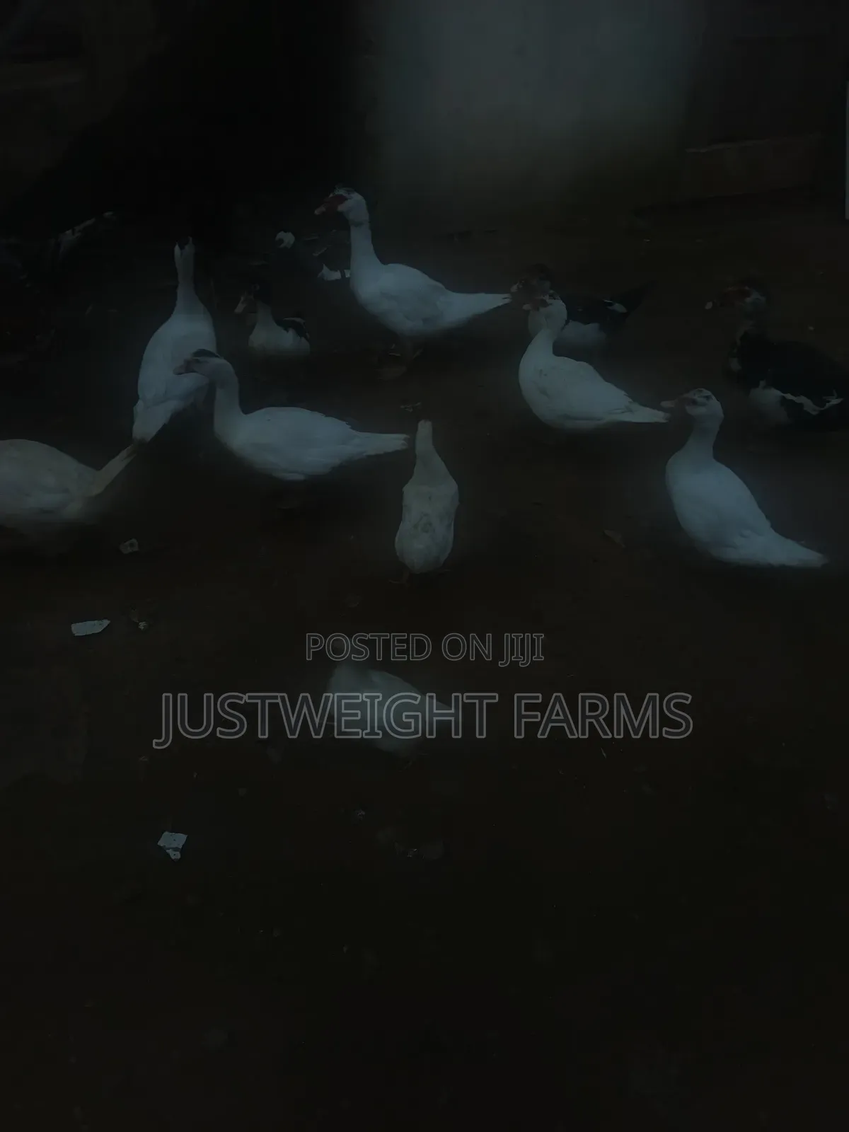 Big Quality Ducks for Sale