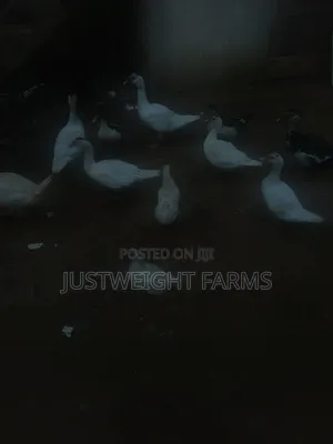 Big Quality Ducks for Sale