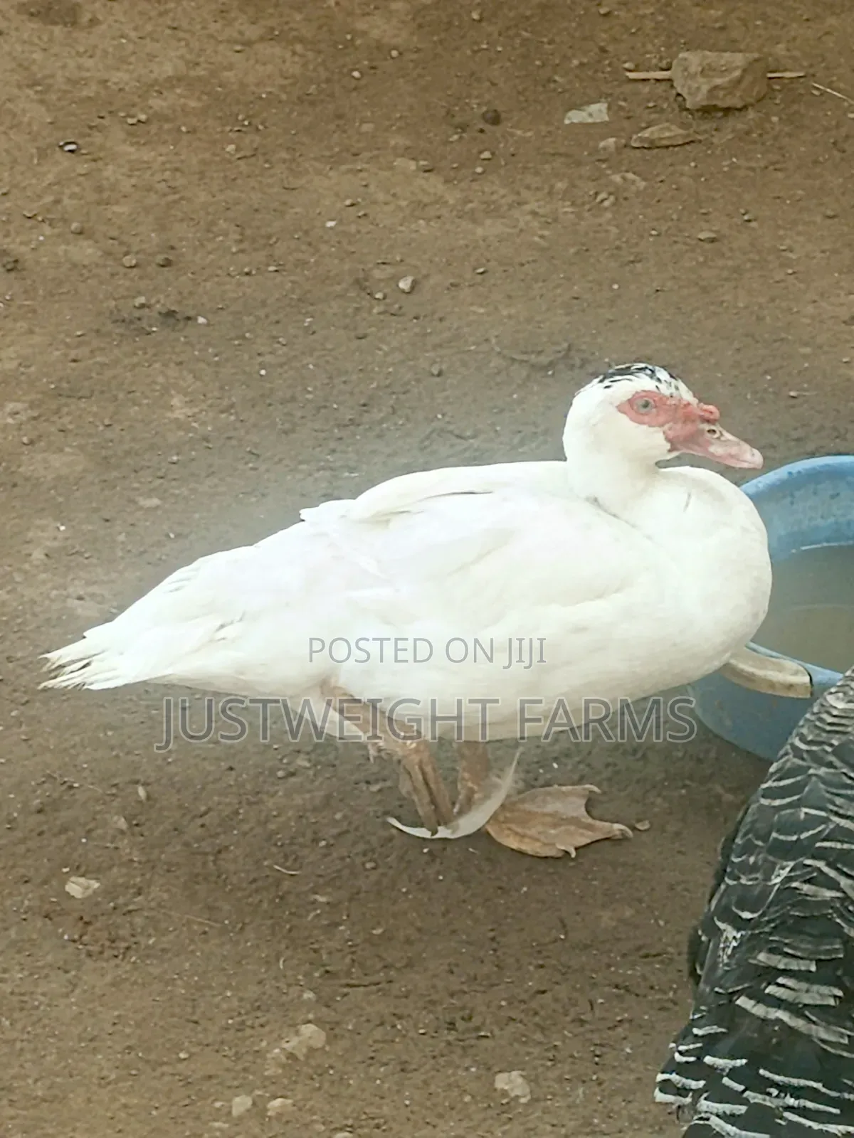 Big Quality Ducks for Sale