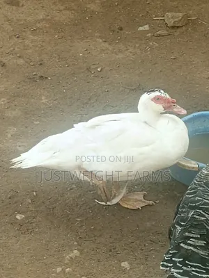 Big Quality Ducks for Sale