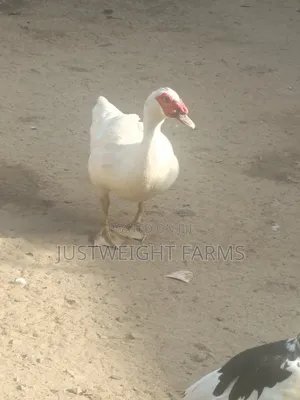 Big Quality Ducks for Sale