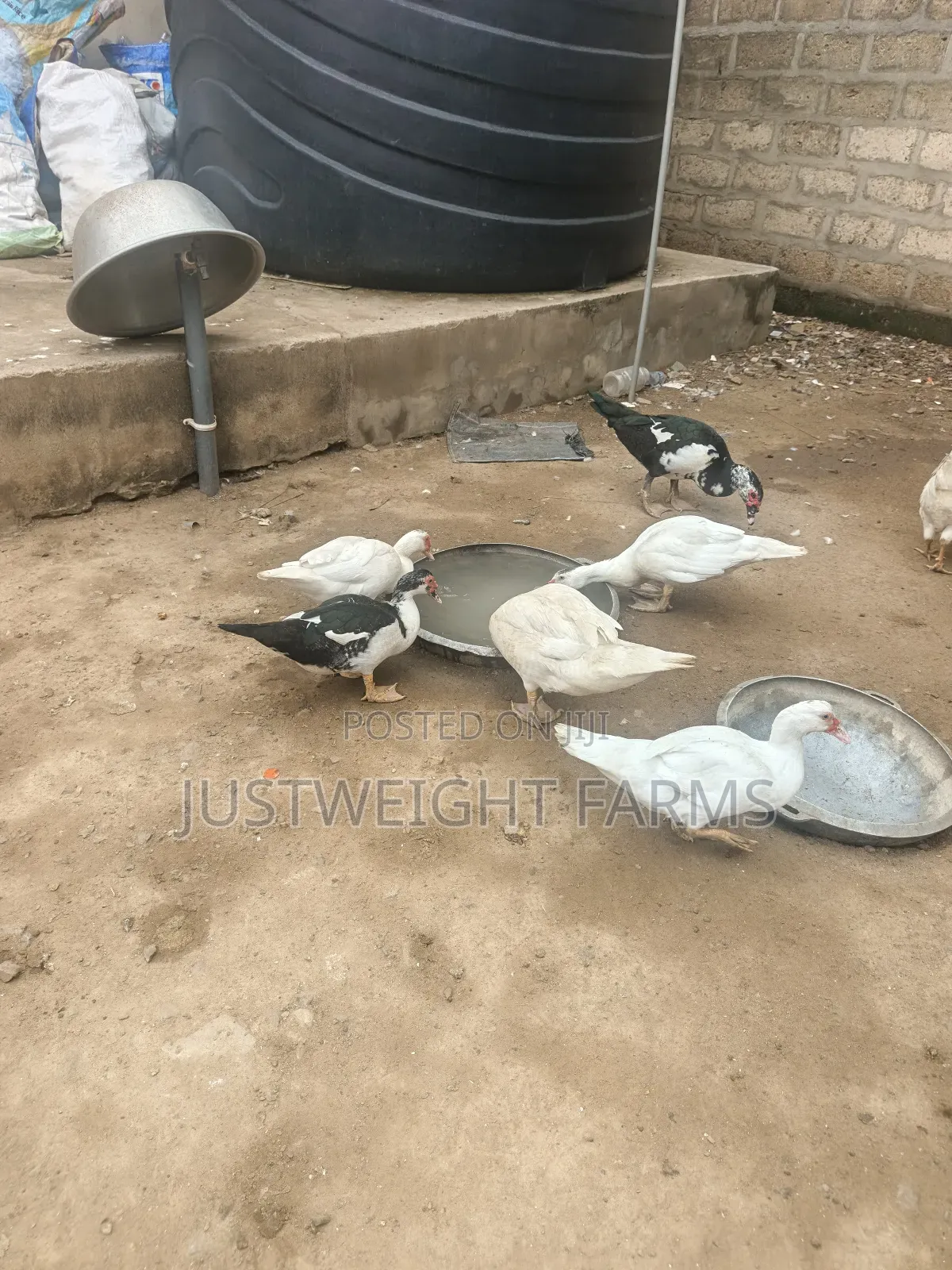 Big Quality Ducks for Sale