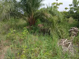 3 Plots of Land 4sale at Offinso Amoawi