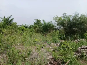 3 Plots of Land 4sale at Offinso Amoawi