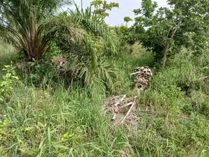 3 Plots of Land 4sale at Offinso Amoawi