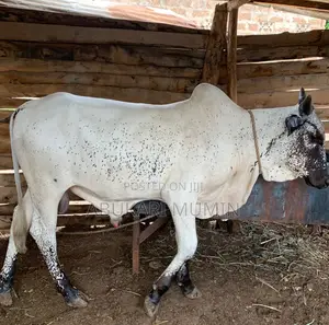 A Male Cow For Sell