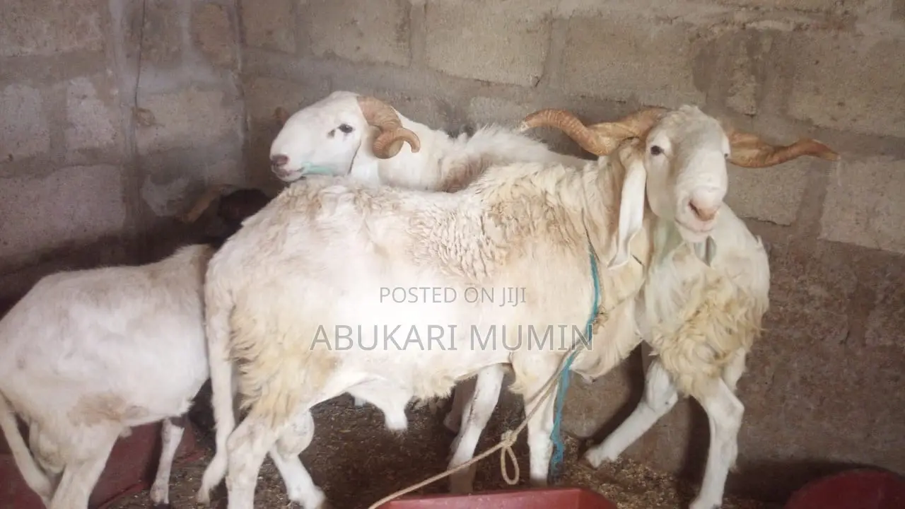 A Healthy Sheep’S For Sell