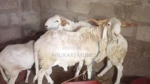 A Healthy Sheep’S For Sell