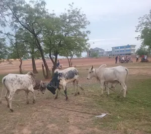 Young and Healthy Cows