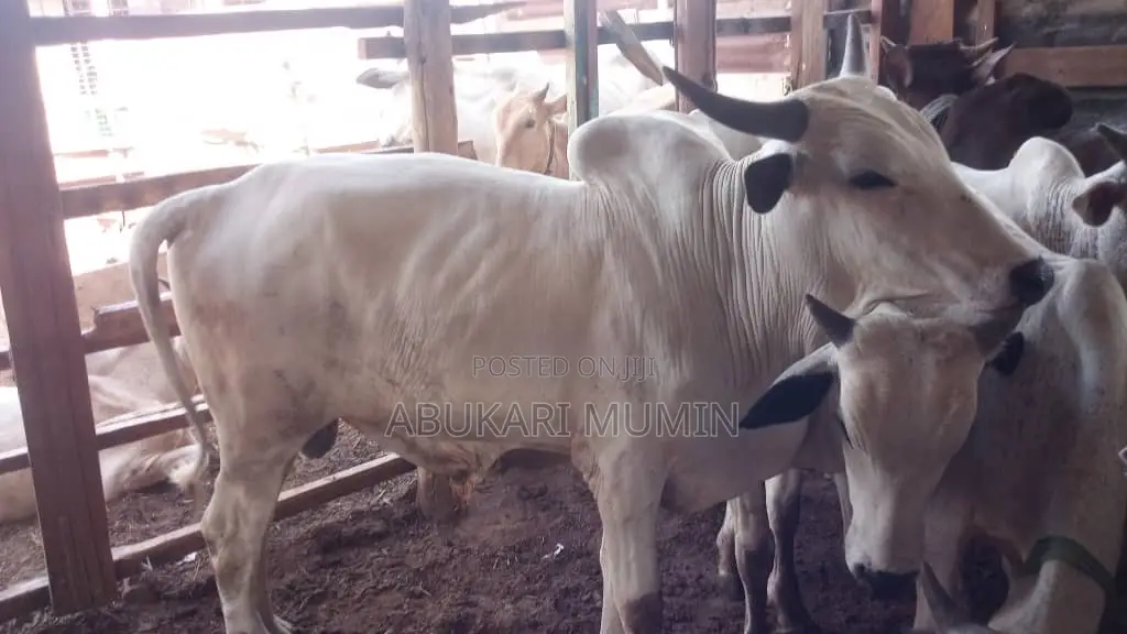 A Male Cow For Sell Very Affordable And Healthy