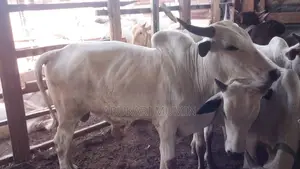 A Male Cow For Sell Very Affordable And Healthy