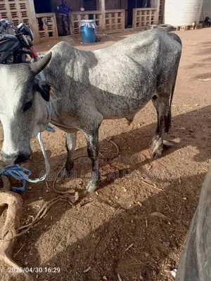 Young and Healthy Cows