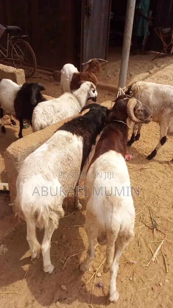 Sell A Healthy Sheep’S At Cool Prices