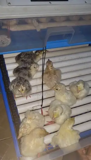 Turkey Poults