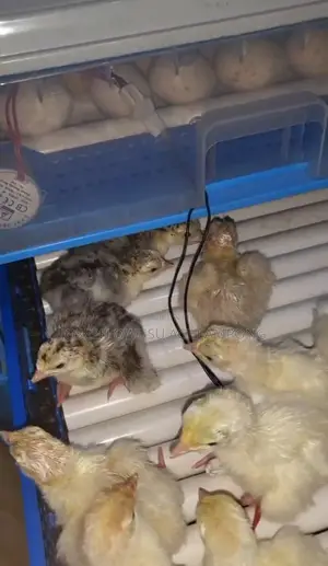 Turkey Poults
