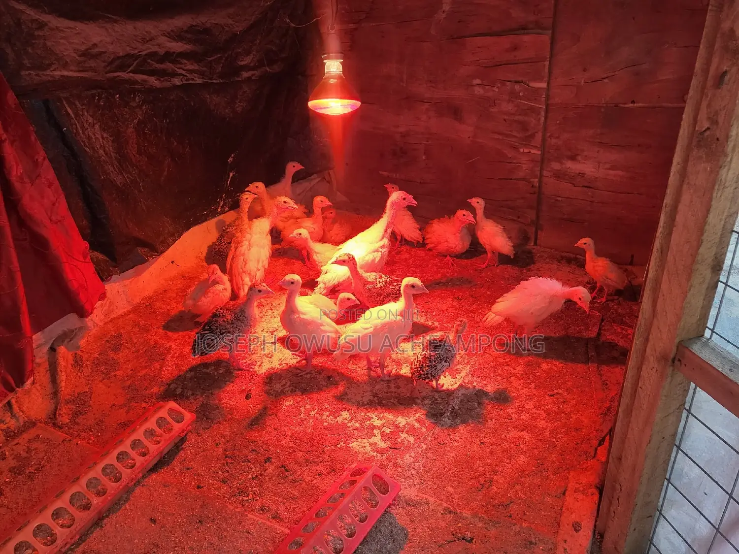 Turkey Poults